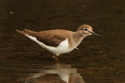 COMMON SANDPIPER - BYZ03104a.jpg