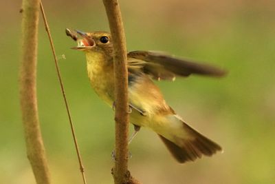 NARCISSUS FLYCATCHER - BYZ03519a.jpg