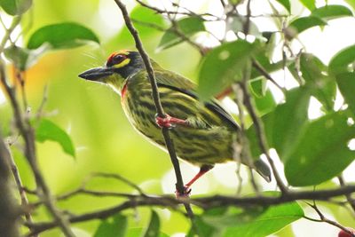COPPERSMITH BARBET - BYZ03741a.jpg