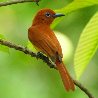 RUFOUS PARADISE FLYCATCHER - DSCF2063a.jpg