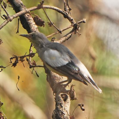 WHITE-SHOULDERED STARLING - BYZ03939x.jpg