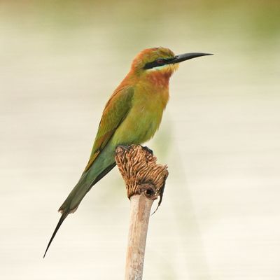 BLUE-TAILED BEE-EATER - BYZ02867a.jpg