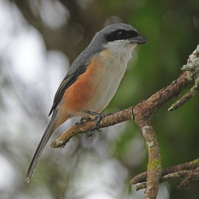MOUNTAIN SHRIKE - BYZ03993a.jpg
