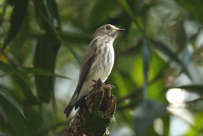 GREY-STREAKED FLYCATCHER - DSCF3344a.jpg