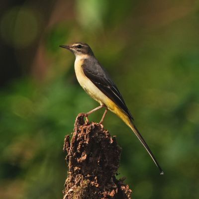 GREY WAGTAIL - BYZ03924a.jpg