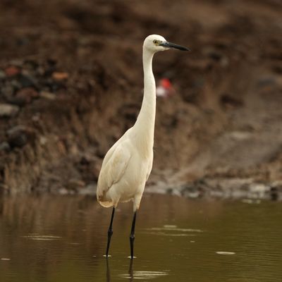 LITTLE EGRET - BYZ02976a.jpg