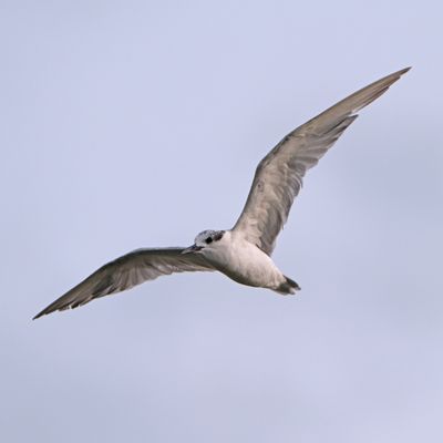 WHISKERED TERN - BYZ03011a.jpg
