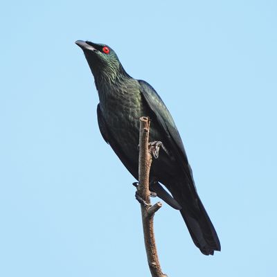 ASIAN GLOSSY STARLING - BYZ03885a.jpg