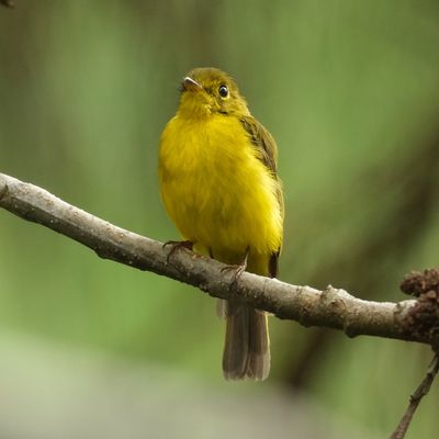CITRINE CANARY FLYCATCHER - DSCF2443a.jpg