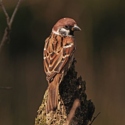 EURASIAN TREE SPARROW - BYZ03990a.jpg