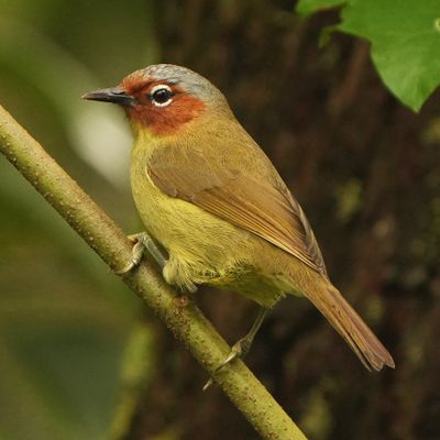 CHESTNUT-FACED BABBLER - BYZ04177a.jpg