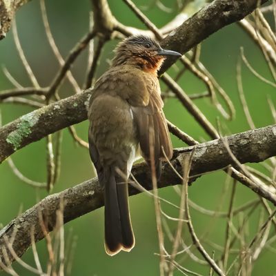 PHILIPPINE BULBUL - DSCF3047x.jpg