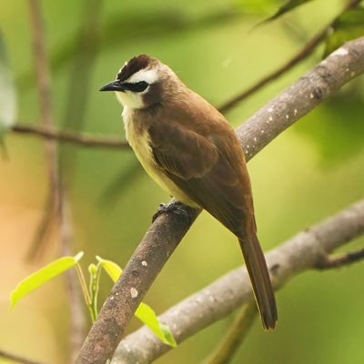 YELLOW-VENTED BULBUL - BYZ02230x.jpg