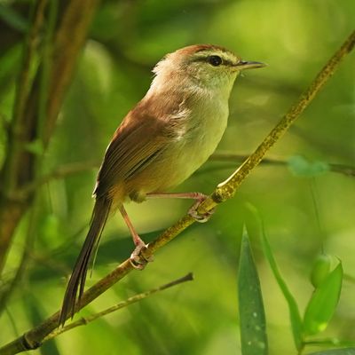 PHILIPPINE BUSH WARBLER - BYZ02817x.jpg
