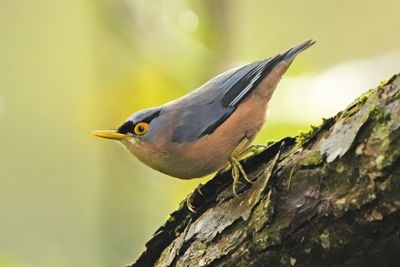SULPHUR-BILLED NUTHATCH - BYZ02029x.jpg