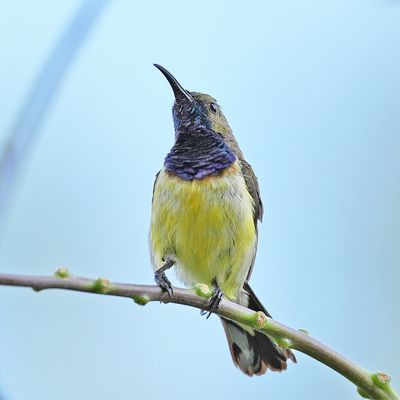 GARDEN SUNBIRD - DSC06577aa.jpg