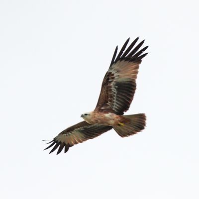 BRAHMINY KITE - BYZ03057a.jpg