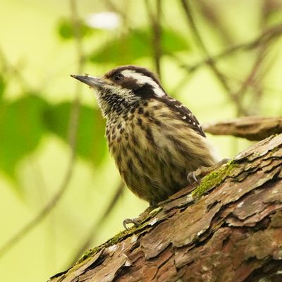 PHILIPPINE PYGMY WOODPECKER - BYZ02308a.jpg