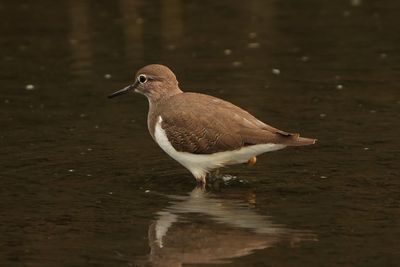 COMMON SANDPIPER - BYZ03070x.jpg