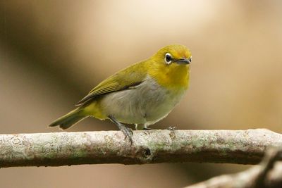 WARBLING WHITE-EYE - BYZ08795a.jpg