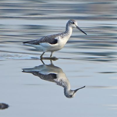 COMMON GREENSHANK - BYZ03758x.jpg