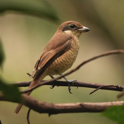 BROWN SHRIKE - BYZ03688a.jpg