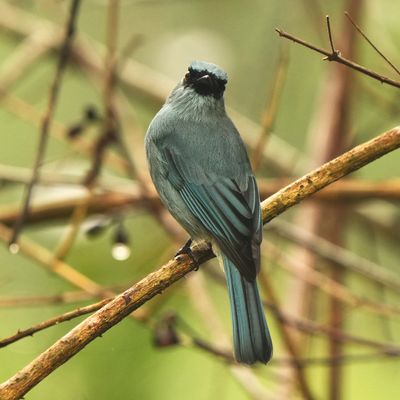 TURQUOISE FLYCATCHER - BYZ02089a.jpg