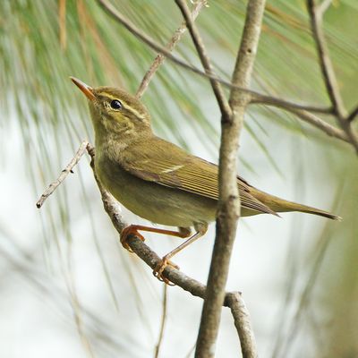 ARCTIC WARBLER - DSCF4374a.jpg