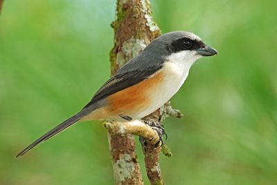 MOUNTAIN SHRIKE - DSCF4487a.jpg