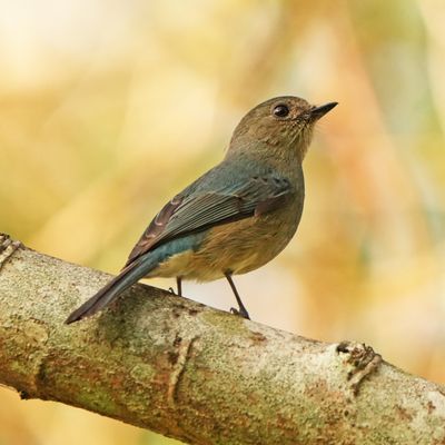 VERDITER FLYCATCHER - BYZ04234a.jpg