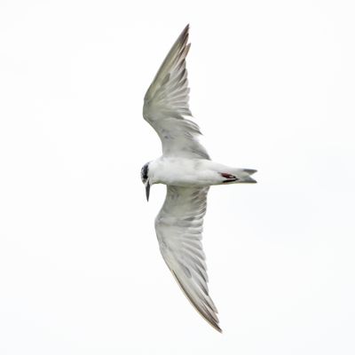 WHISKERED TERN - BYZ03025a.jpg