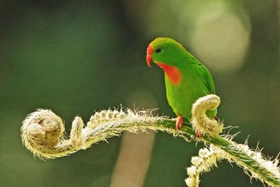 PHILIPPINE HANGING PARROT - BYZ04346xx.jpg