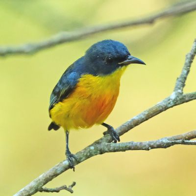 ORANGE-BELLIED FLOWERPECKER - DSCF4530x.jpg