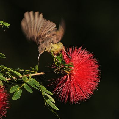 PURPLE-THROATED SUNBIRD - BYZ04616a.jpg
