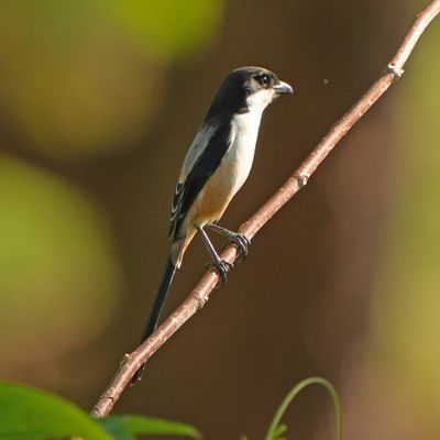 LONG-TAILED SHRIKE - BYZ04310a.jpg