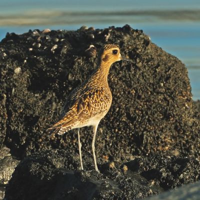 PACIFIC GOLDEN PLOVER - DSCF4166a.jpg