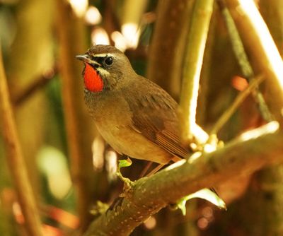 SIBERIAN RUBYTHROAT - BYZ04720a.jpg