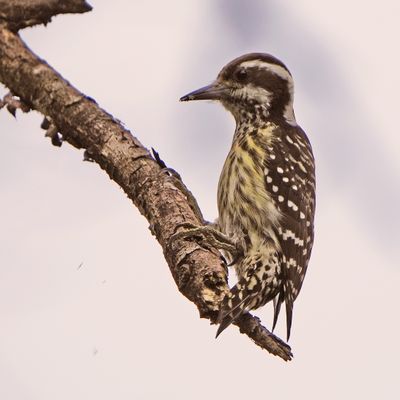 PHILIPPINE PYGMY WOODPECKER - BYZ02849a.jpg