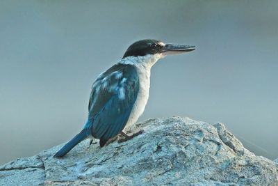 COLLARED KINGFISHER - DSCF4162x.jpg