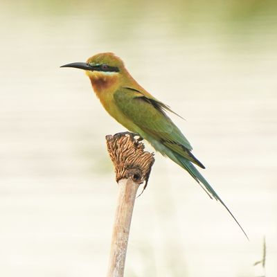 BLUE-TAILED BEE-EATER - BYZ02868a.jpg