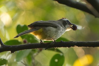 YELLOW-VENTED BULBUL - BYZ03635a copy.jpg