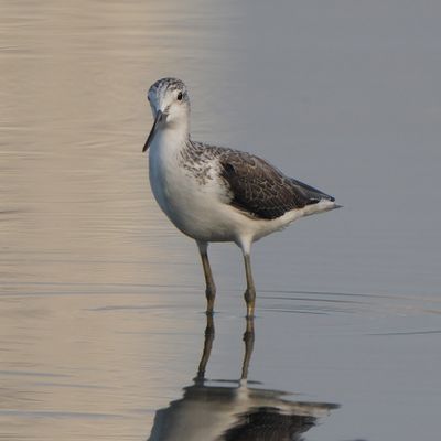 COMMON GREENSHANK - BYZ03766a copy.jpg