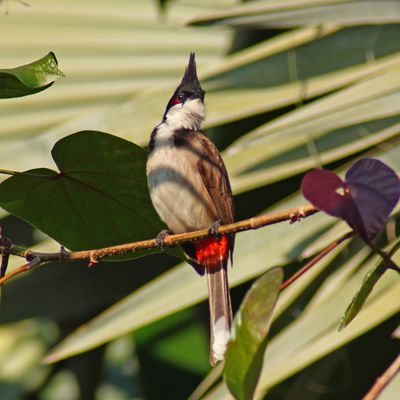 RED-WHISKERED BULBUL - BOY00291a.jpg