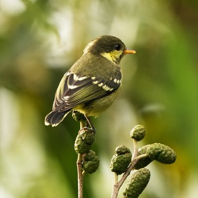 ELEGANT TIT - BYZ09691x.jpg