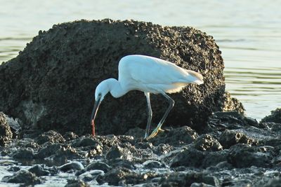 LITTLE EGRET - DSCF4140a.jpg