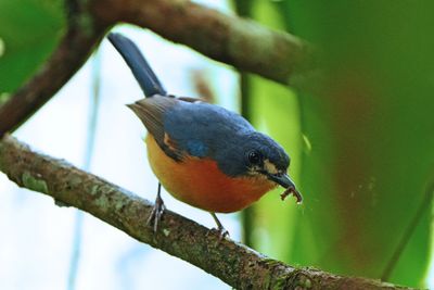MANGROVE BLUE FLYCATCHER - BYZ04861a.jpg