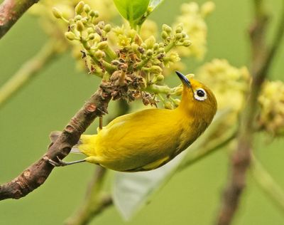 YELLOWISH WHITE-EYE - BYZ04827a.jpg
