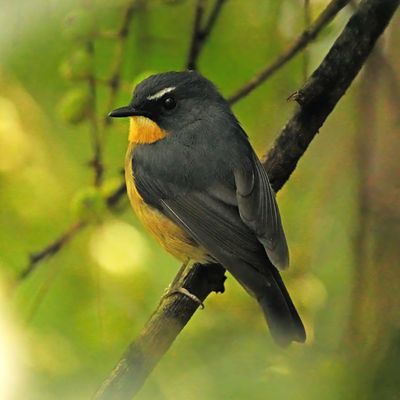 BUNDOK FLYCATCHER - BYZ04959x.jpg