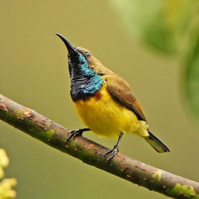 GARDEN SUNBIRD - BYZ04821xx.jpg