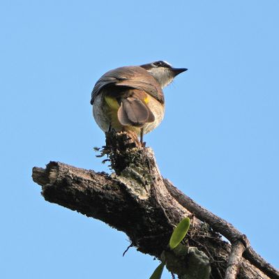 YELLOW-VENTED BULBUL - BYZ04814a.jpg